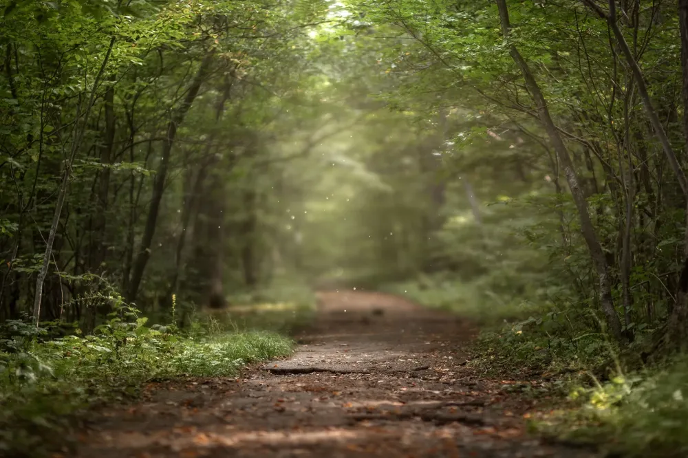 Forêt
