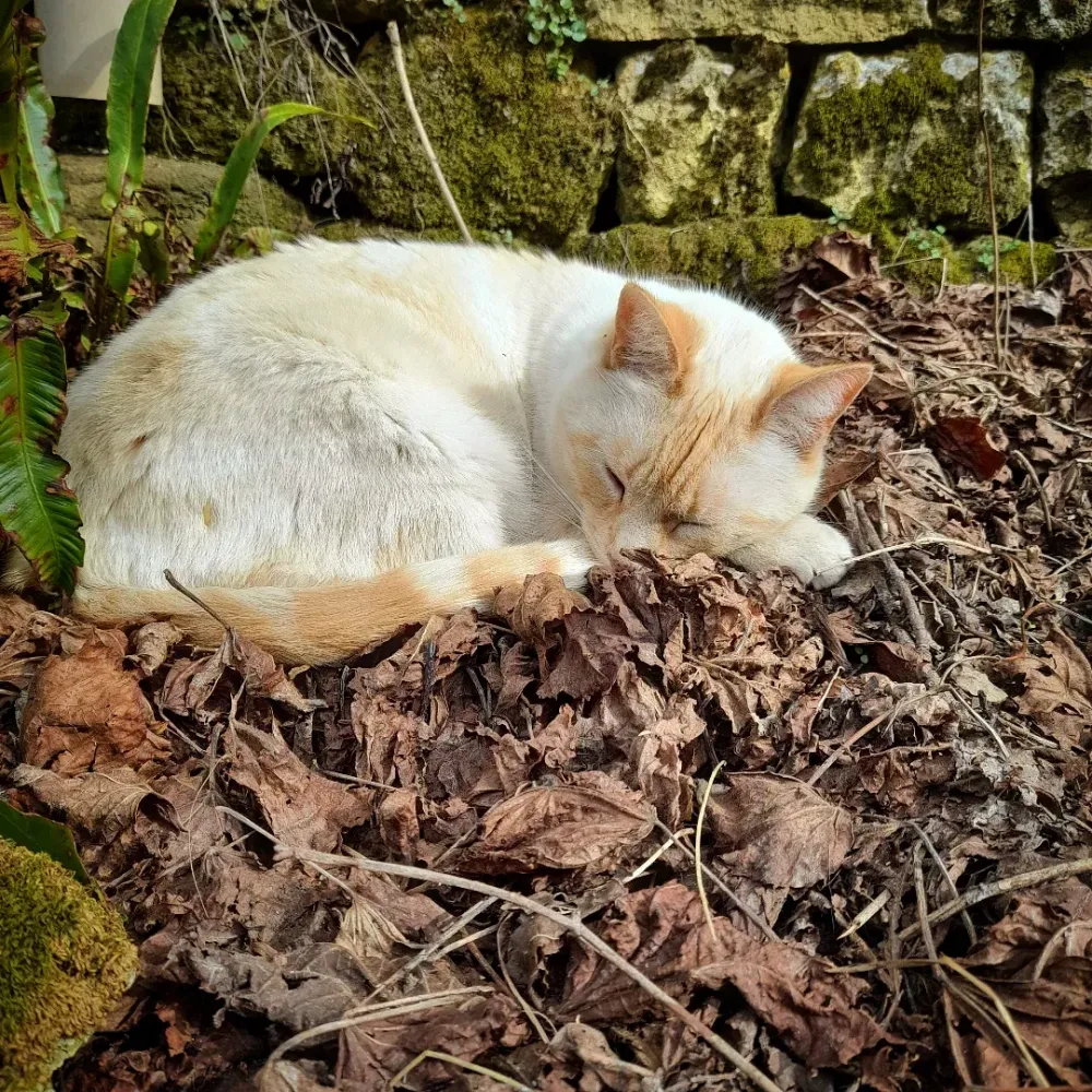 Chat Biscotte de la ferme